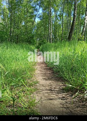 Footpath through park in spring. Green spring forest with path. High green grass on forest path Stock Photo