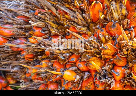 Costa Rica, oil palm fruits, called Elaeis guineensis palm Stock Photo