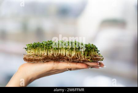 Micro-greens of mustard, arugula and other plants in a woman's hand Stock Photo