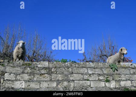 Sheep in Rapolla, a a rural village in Basilicata in Italy. Stock Photo