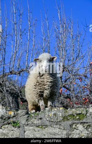 Close-up of a sheep in a narrow street of a rural village in Basilicata. Stock Photo
