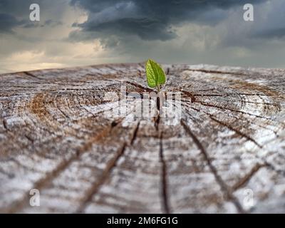 Small leaf of felled tree against gloomy sky. Leaf growing in place of sawn tree. Ecological problem Stock Photo