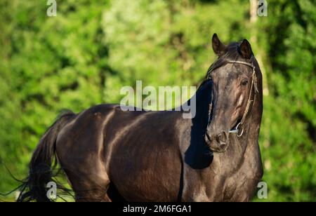 Portrait of breeding Trakehner black stallion posing in the field. Stock Photo