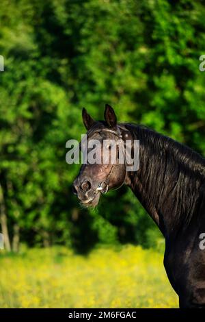 Portrait of breeding Trakehner black stallion posing in the field. Stock Photo