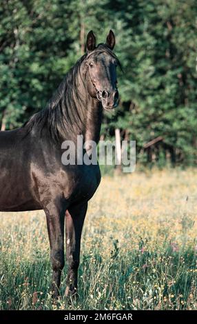 Portrait of breeding Trakehner black stallion posing in the field. Stock Photo