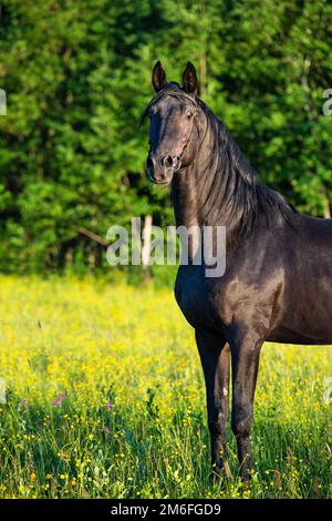 Portrait of breeding Trakehner black stallion posing in the field. Stock Photo