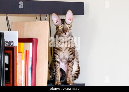 The shorthaired cat is sitting on a bookshelf. Cornish rex Stock Photo