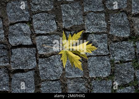 Dry leaves fallen on the Portuguese pavement on an autumn night. Stock Photo