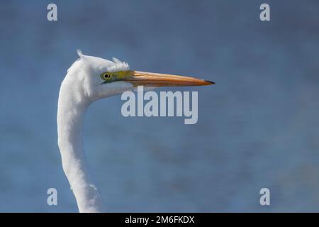 Great egret / white heron close up of head and neck in side profile showing long orange beak bill white feathers and yellow eye against blue water Stock Photo