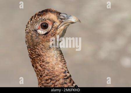 Pheasant female close up of head in side profile showing brown markings curved beak nostrils and clear eye set against a pale brown backdrop Stock Photo