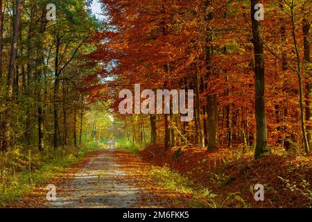 A long road through a colorful autumn forest Stock Photo