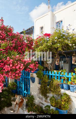 Amorgos chora house with bougainvillea in bloom Stock Photo