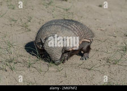 Armadillo in desert environment, Peninsula Valdes, Unesco World Heritage Site,Patagonia, Argentina. Stock Photo