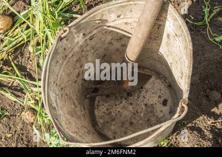 Close-up of an old dirty rusty iron bucket with rake on the background of soil and grass in the garden Stock Photo