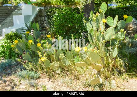 Prickly pear cactus with numerous yellow flowers, grows in the park, outdoors Stock Photo