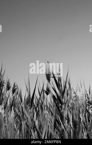 Typical and common wild wheatgrass swaying in the sumer breeze in a black and white monochrome. Stock Photo