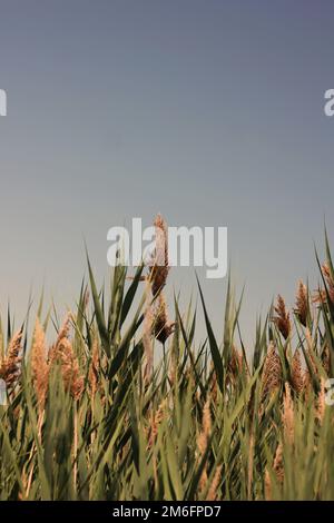 Wild wheatgrass growing in the sunny summer meadow against a clear blue sky. Stock Photo