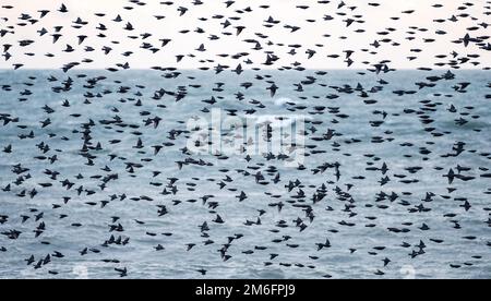 Starlings in a murmuration over the sea by Eastbourne Pier Stock Photo