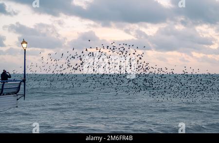 Starlings in a murmuration over the sea by Eastbourne Pier Stock Photo