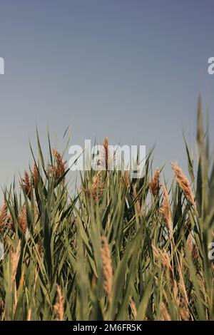 Wild wheatgrass growing in the sunny summer meadow against a clear blue sky. Stock Photo