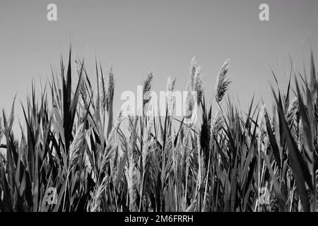 Typical and common wild wheatgrass swaying in the sumer breeze in a black and white monochrome. Stock Photo