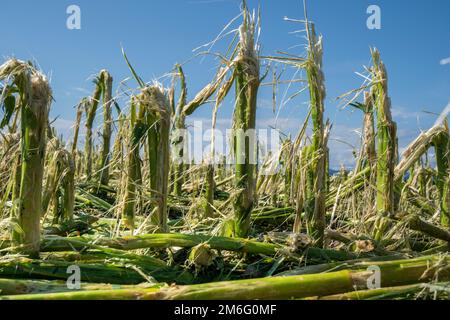 Hail damage and heavy rain destroys agriculture Stock Photo