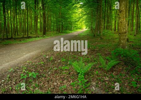 Dirt road through green deciduous forest, spring day Stock Photo