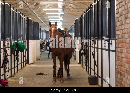 Magnitogorsk - 07.24.2021: the horse is tied up in the stable Stock Photo