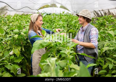 Couple of agronomists working in the greenhouse Stock Photo