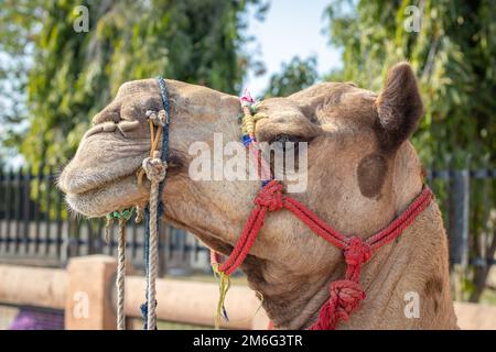 isolated camel head shot close up from flat angle Stock Photo