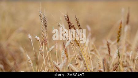 Ears of wheat or rye growing in the field at sunset Close-up. Stock Photo