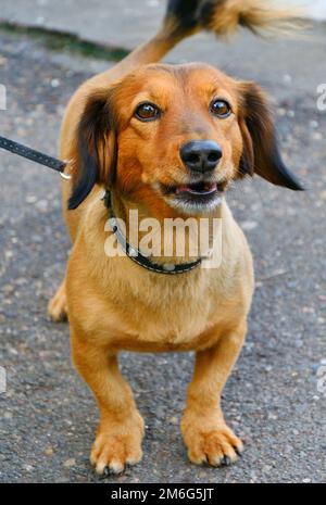 Dachshund dog on a walk on a summer day Stock Photo