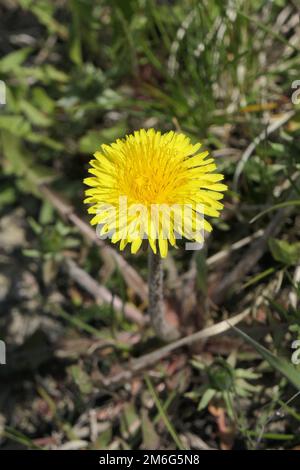 Dandelion growing in the spring meadow Stock Photo