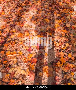 Vertical autumn background with fallen maple leaves of different colors, on the ground in the park. The shadow of the silhouette Stock Photo