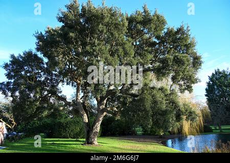 English Cork Oak Tree, Quercus Suber Stock Photo