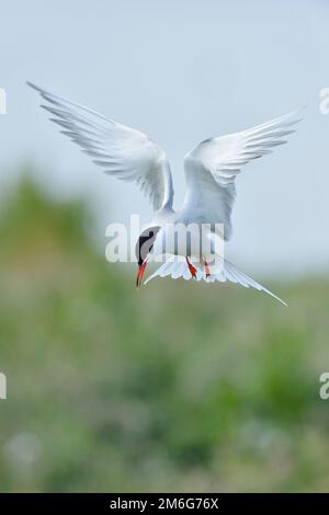 Common Tern (Sterna hirundo) hovering above nest before landing, Farne Islands, Northumberland, England, June 2014 Stock Photo