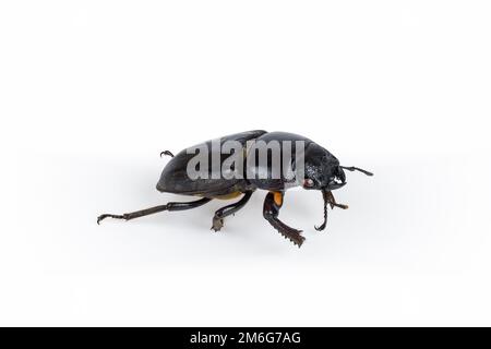 Female stag beetle isolated Stock Photo