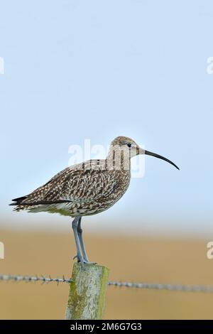 Curlew (Numenius arquata) adult perched on fencepost on breeding territory by nearby hay field, Isle of Sanday, Orkney Islands, Scotland, August 2019 Stock Photo