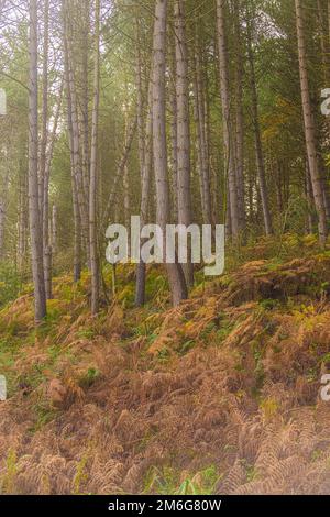 Coniferous trees growing on a steep bank with bracken turning brown in the foreground. UK Stock Photo