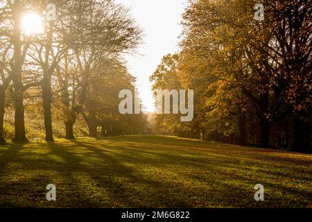 Tree line avenue looking toward the chapel at Gibside, illuminated with Autumn sunlight creating long shadows. Tyne and Wear. UK. Stock Photo