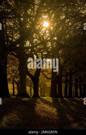 Backlit silhouetted trees in winter. UK. Stock Photo