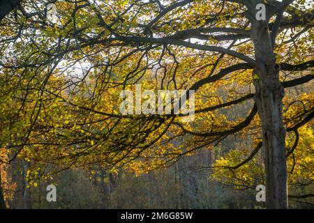 Backlit tree canopy in Autumn. UK Stock Photo