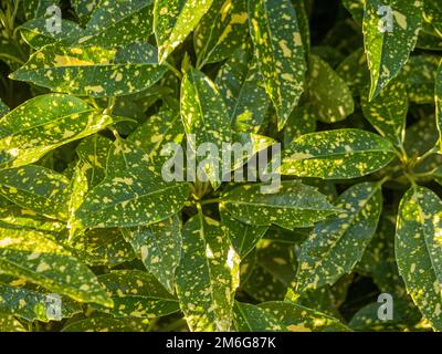 Japanese laurel 'Crotonifolia', commonly know as Spotted Laurel growing in a UK garden. Stock Photo