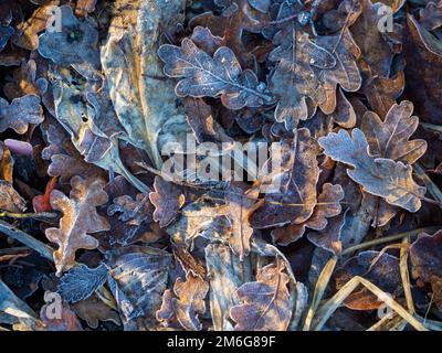 Frost covered dead oak leaves lying on the ground in a UK garden, in winter. Stock Photo