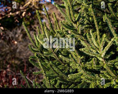 Closeup of a Norway Spruce tree with its needle covered branchlets growing in a UK garden. Stock Photo