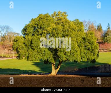 Evergreen tree growing in a UK garden. Stock Photo