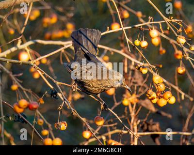 Female Blackbird perched on the branch of a Crab Apple tree laden with fruit in a UK garden, in winter. Stock Photo