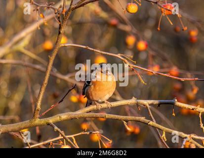 Male chaffinch perched on the branch of a Crab Apple tree laden with fruit in a UK garden, in winter. Stock Photo