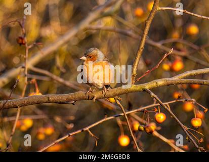 Male chaffinch perched on the branch of a Crab Apple tree laden with fruit in a UK garden, in winter. Stock Photo