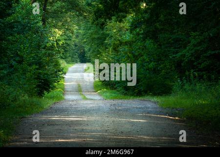 Hilly gravel road through green dense forest Stock Photo